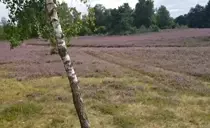 VID-20250825-WA0003